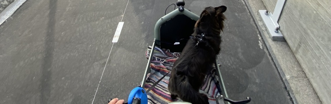 Pies na Riese&Muller Load 60