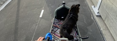 Pies na Riese&Muller Load 60